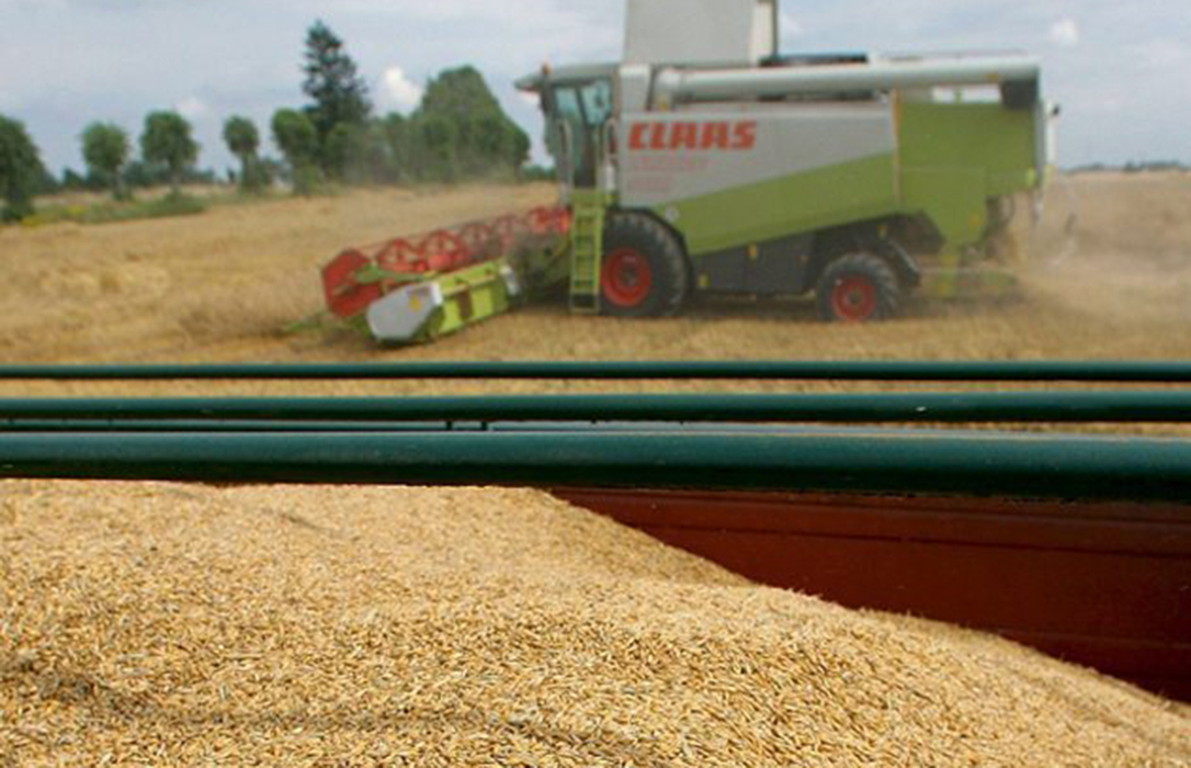 Los precios del trigo blando siguen su tendencia alcista a los que se suma ahora un maíz que empieza a recuperarse