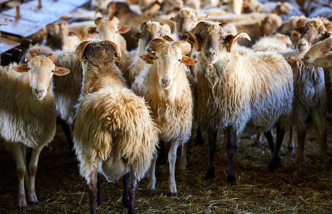Nacen los primeros corderos fecundados con semen de raza Manech del proyecto ARDI a ambos lados de los Pirineos