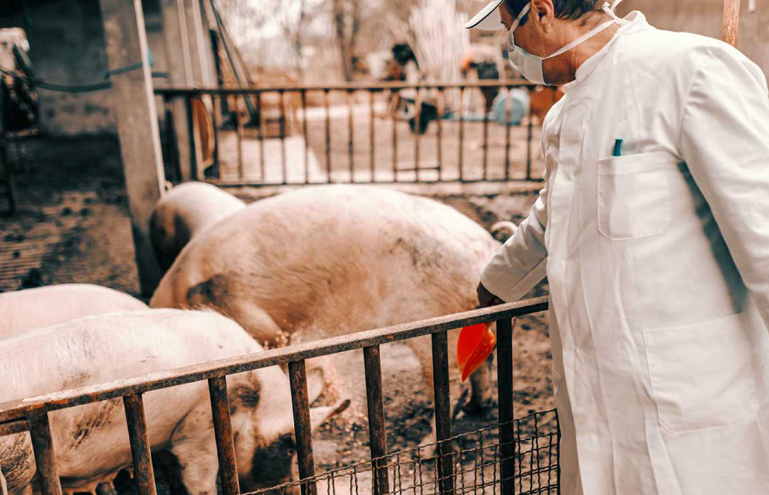 COAG será el nexo de unión del ganadero con el proyecto VACDIVA, que busca una vacuna contra la peste porcina