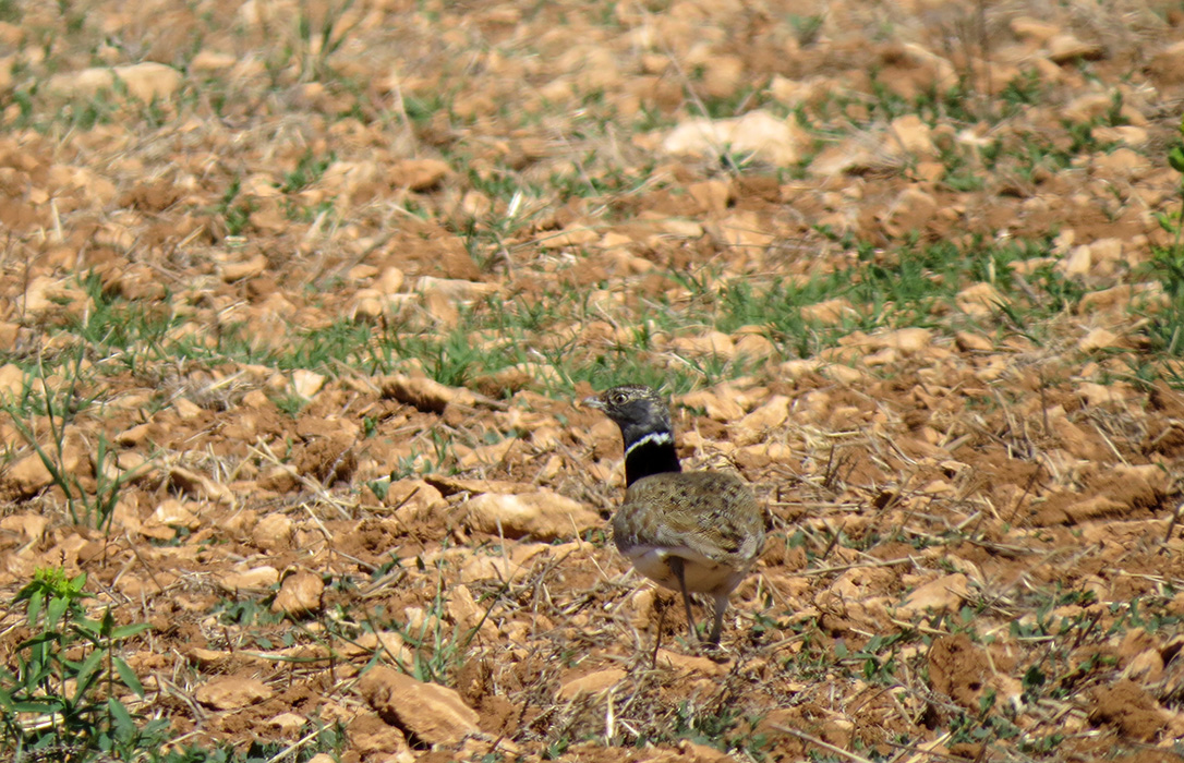 Cultivo de leguminosas en zonas de especial protección para las aves esteparias (ZEPAS) en Castilla-La Mancha