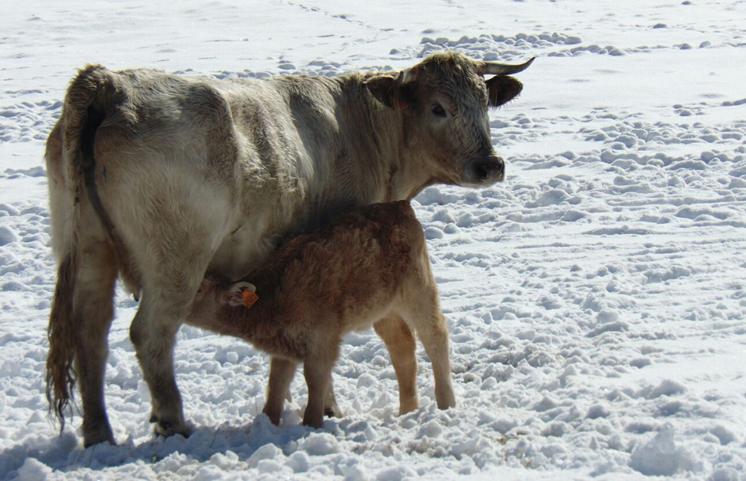 Solidaridad rural: Ganaderos, cazadores y vecinos salvan a cinco vacas atrapadas por la nieve a 2.300 metros