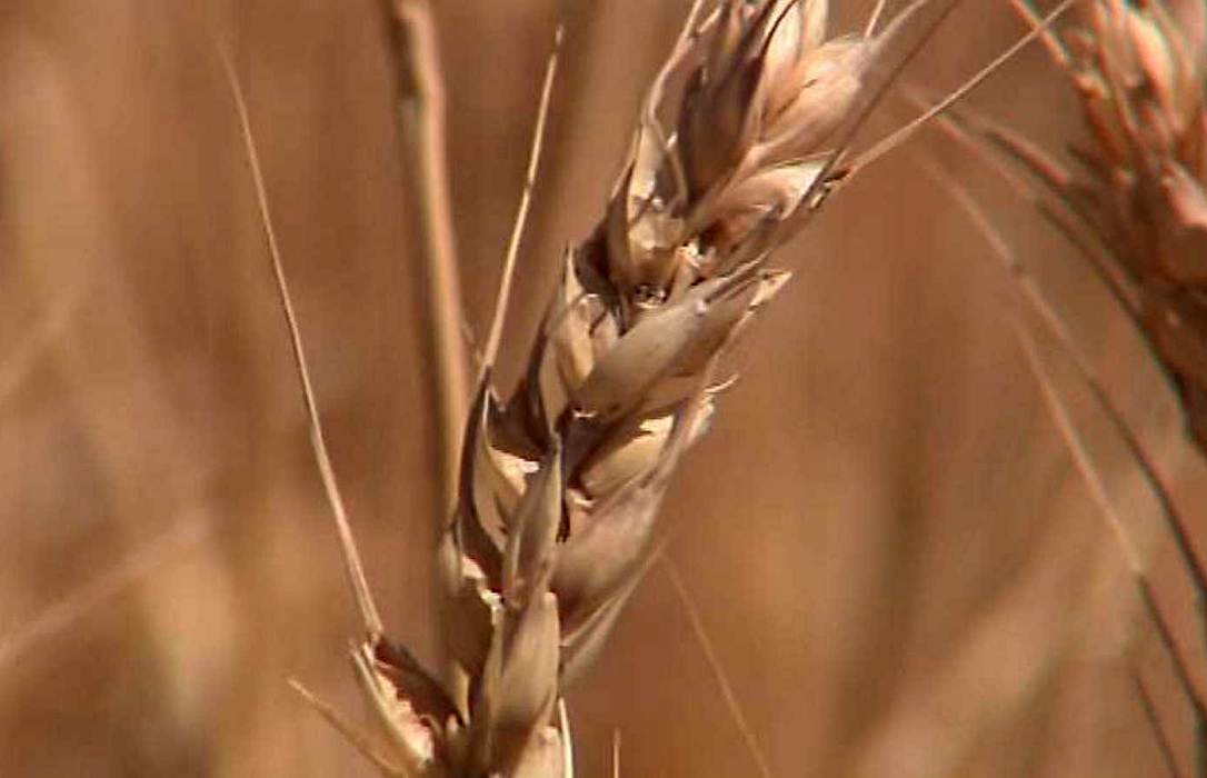 Nueva sentencia condenatoria por la explotación ilegal de variedades vegetales protegidas de cereal