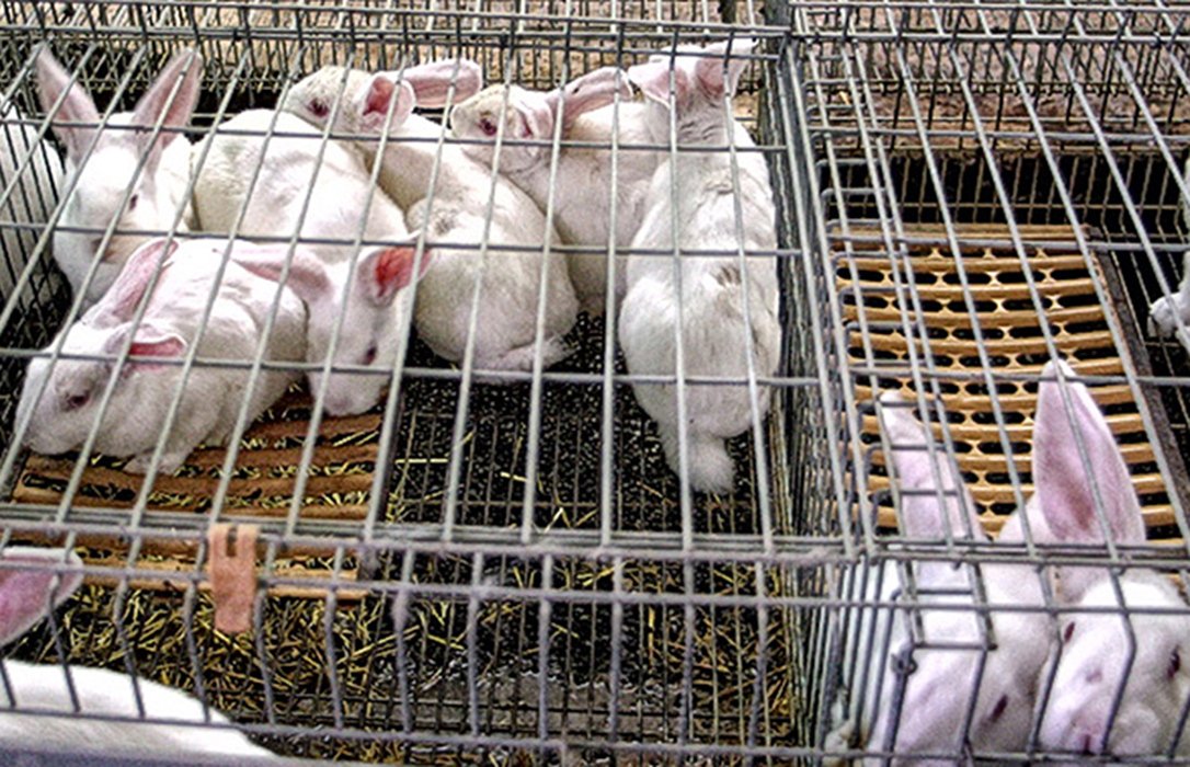 Europa propone mejorar todavía más las jaulas convencionales para la cría de conejo para consumo