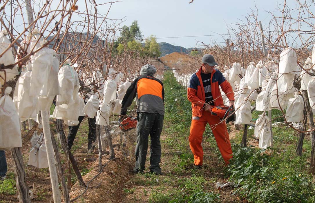 Destruyen con motosierras 10.000 parras, con 100.000 kilos de uva sin recolectar, por falta de rentabilidad