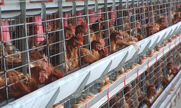 La propuesta de extensión norma de Inprovo recoge aportar 20€/año por cada 1.000 gallinas