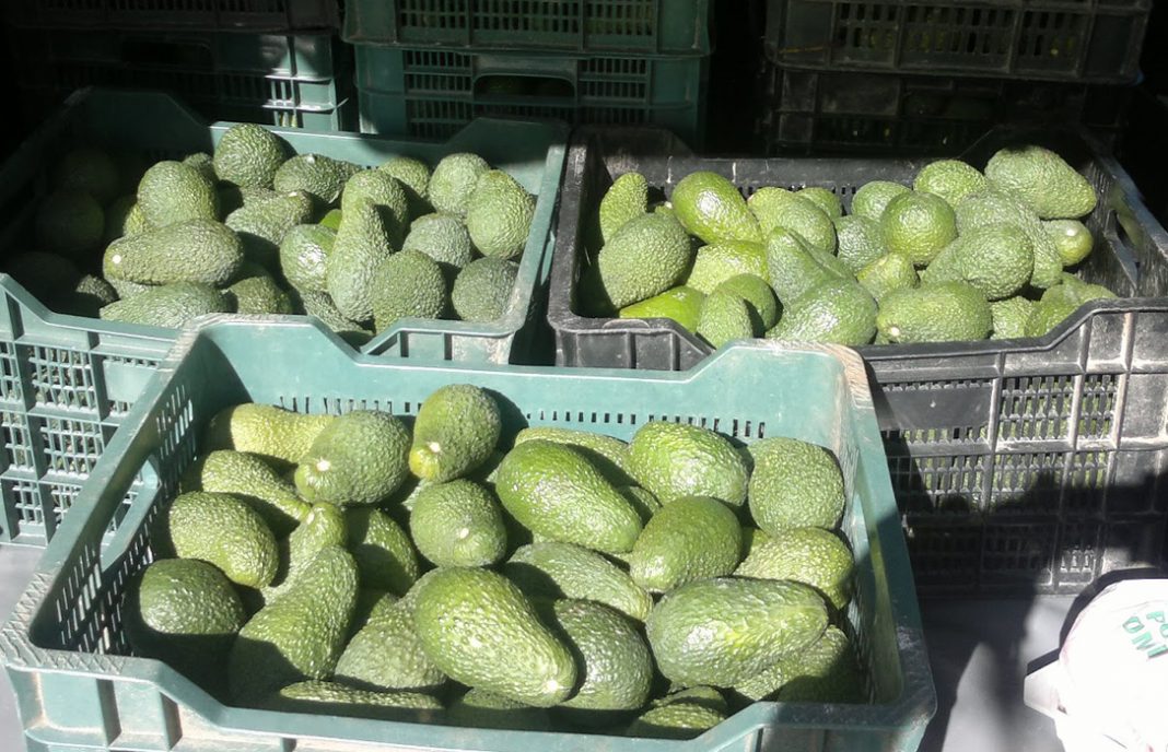 De la venta al robo de proximidad: Detenidos por robar 149 kilos de aguacates para venderlos en una frutería