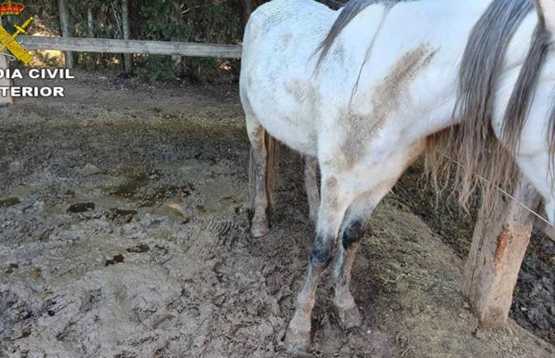 Un ganadero, investigado tras hallar seis caballos muertos y otros 19 con extrema delgadez en su explotación