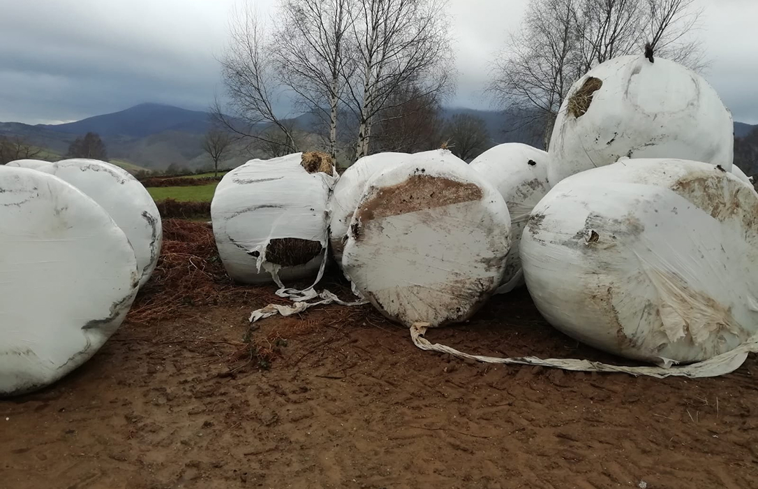 La plaga de topillos en zonas de Galicia afecta a 1.600 hectáreas y provoca graves daños en ensilaje de hierba y nabos
