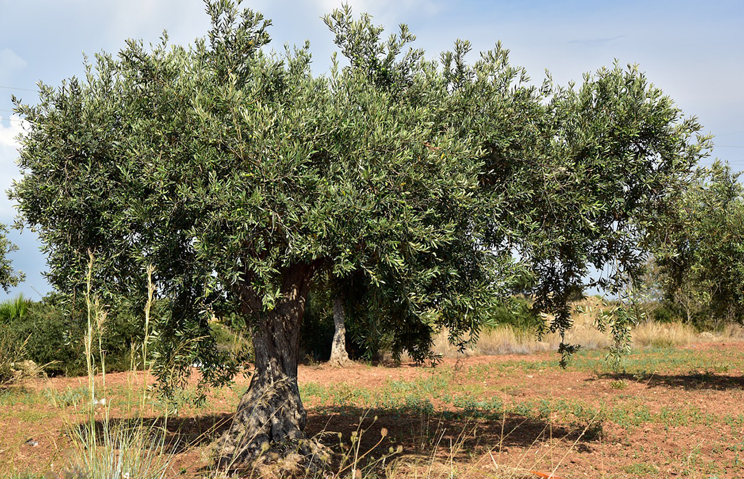 Agroseguro abona más de 21,5 millones de euros a asegurados de olivar por los siniestros de 2019