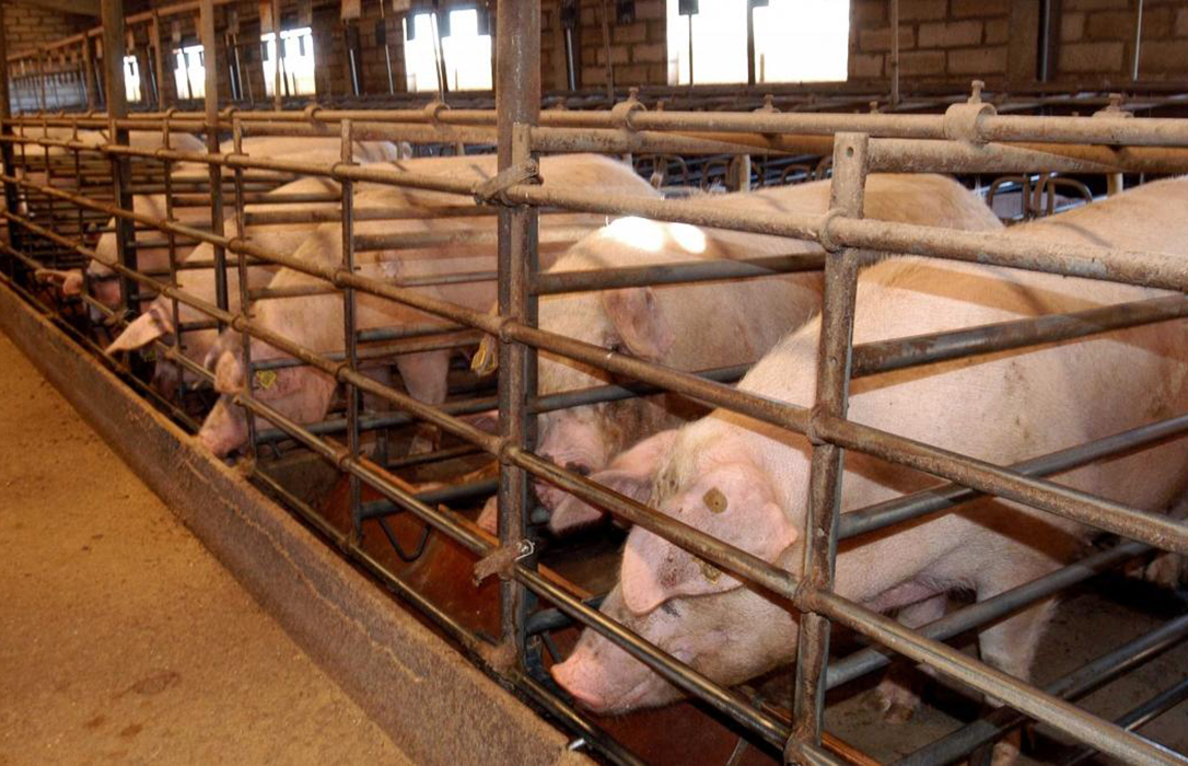 La plaga se expande por Europa: Detectan un primer brote de peste porcina en Grecia en una granja