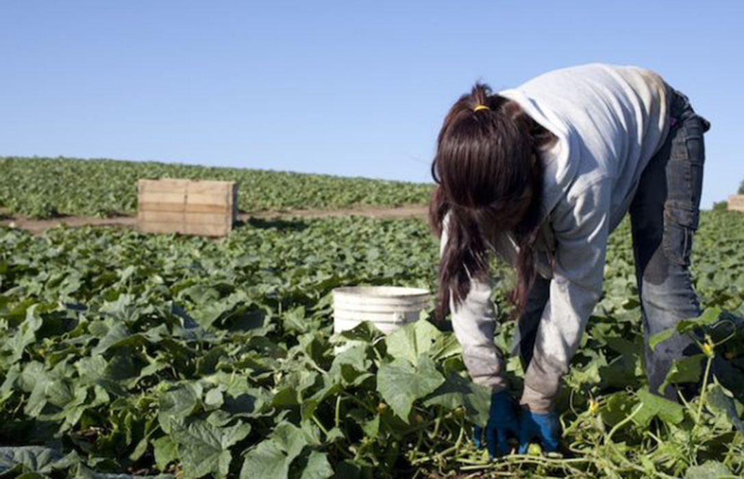 La agricultura se convierte en el sector con mayor subida del paro en enero con un aumento del 6%