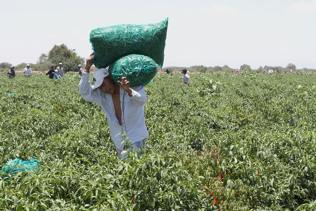 México en EEUU: El Programa Braceros contribuyó a que los campos de California fueran los más productivos del mundo