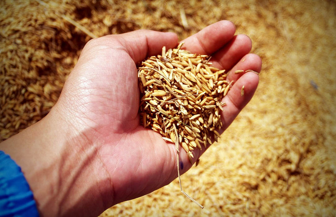 El futuro del sector del arroz se decide este martes en la votación sobre el Acuerdo de Libre Comercio con Vietnam