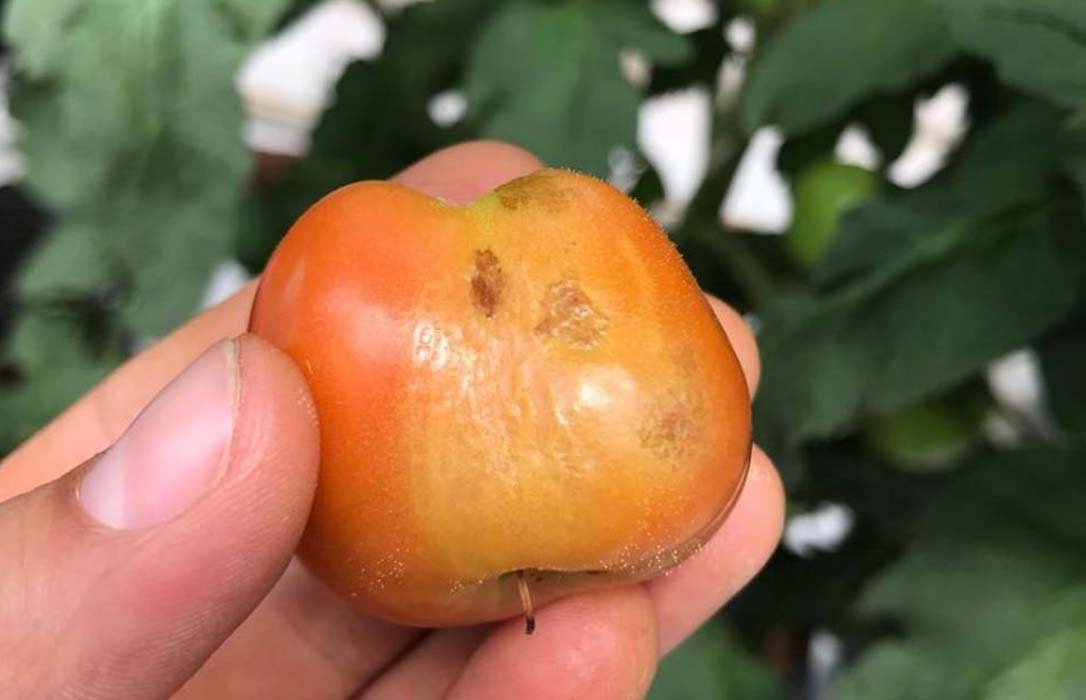 Francia sospecha de la llegada al país del virus del tomate en algunos invernaderos en Bretaña