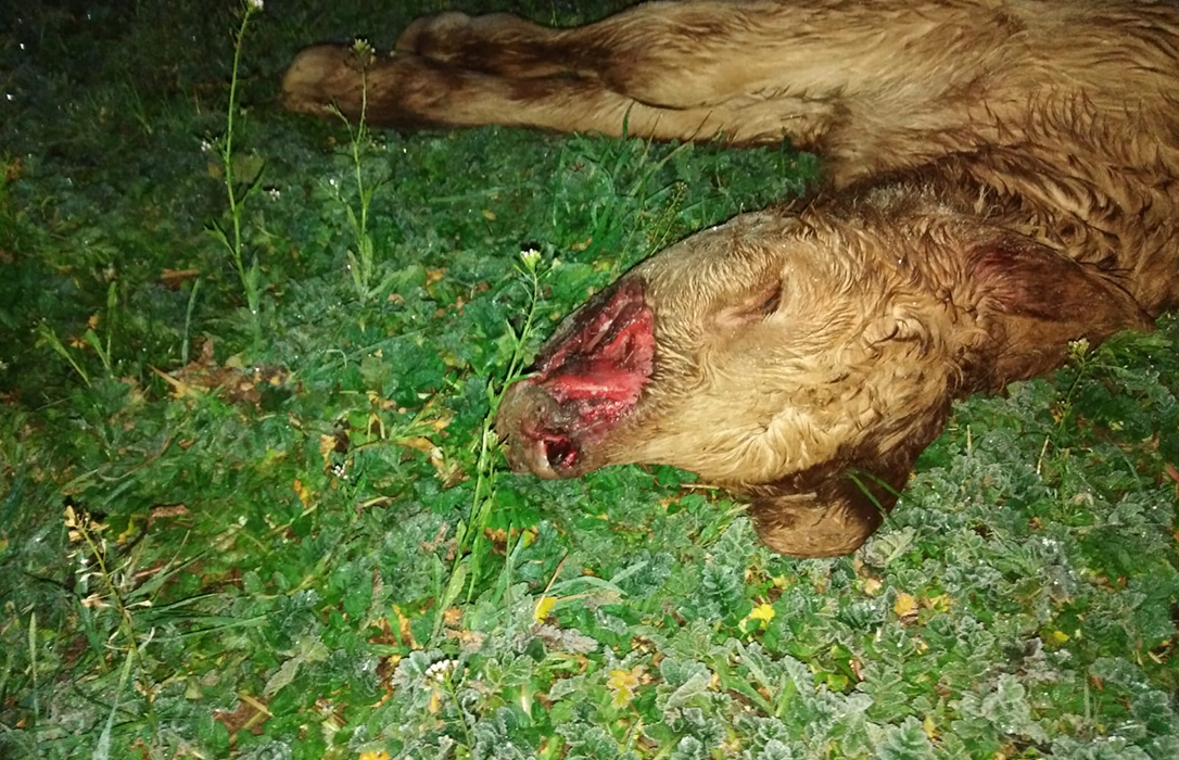 Lobos, buitres, osos,… y ahora zorros: Matan a un ternero mientras nacía y el ganadero se queda sin indemnización