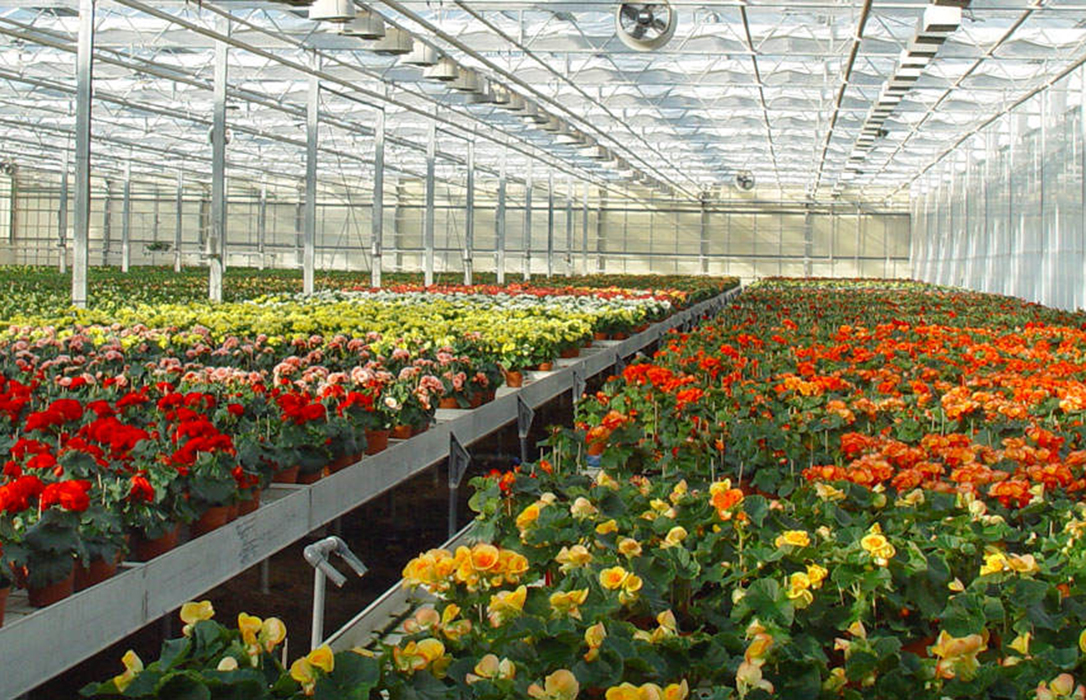 El Gobierno deja fuera de las ayudas al sector de flor cortada y planta ornamental tras una primavera desastrosa