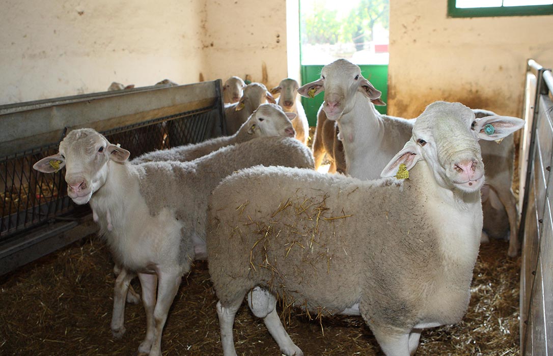 Más abusos en la ganadería: Advierten del intento de compras sin precios a los ganaderos de ovino y caprino por el COVID-19