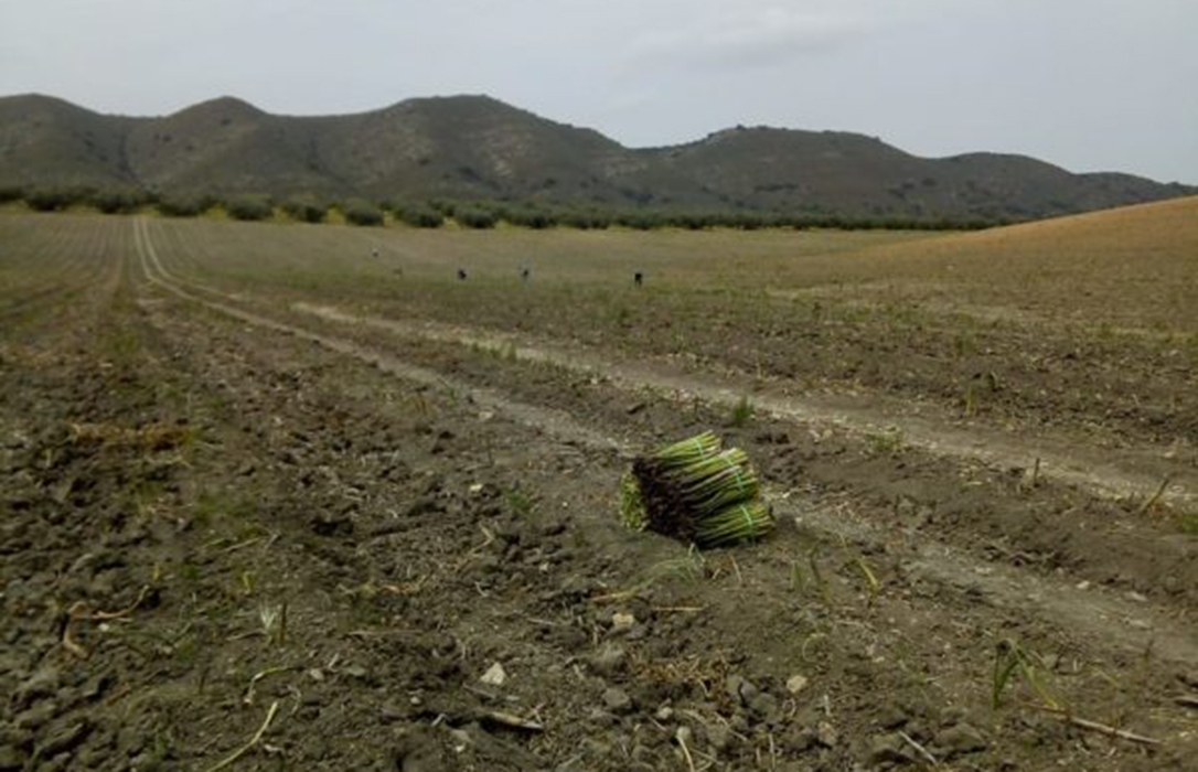 El campo no se libra de la crisis del coronavirus: En peligro algunos sectores ganaderos y hortofrutícolas