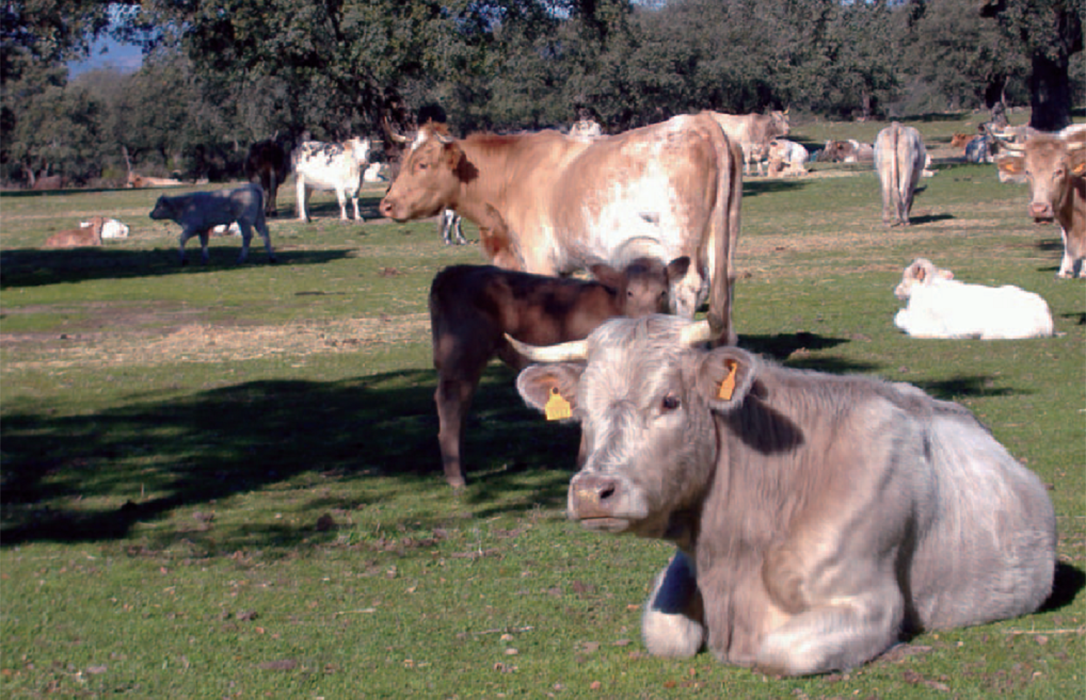 FEGA fija unos importes definitivos de las ayudas asociadas a vacas nodrizas y vacuno de leche más bajos que los provisionales