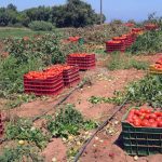 El Fega establece el importe unitario definitivo de las ayudas asociadas a superficies agrarias de la campaña de la PAC 2024