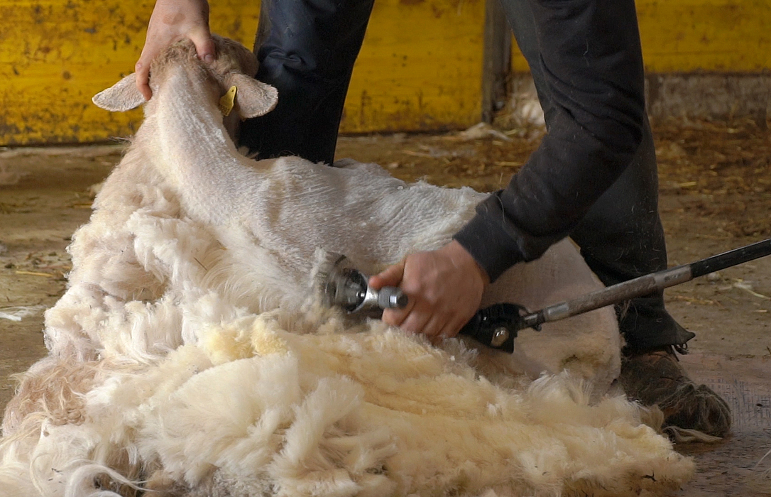 Innovación sostenibilidad: La empresa vasca Ternua crea ropa de calidad con el residuo de la lana de la oveja latxa