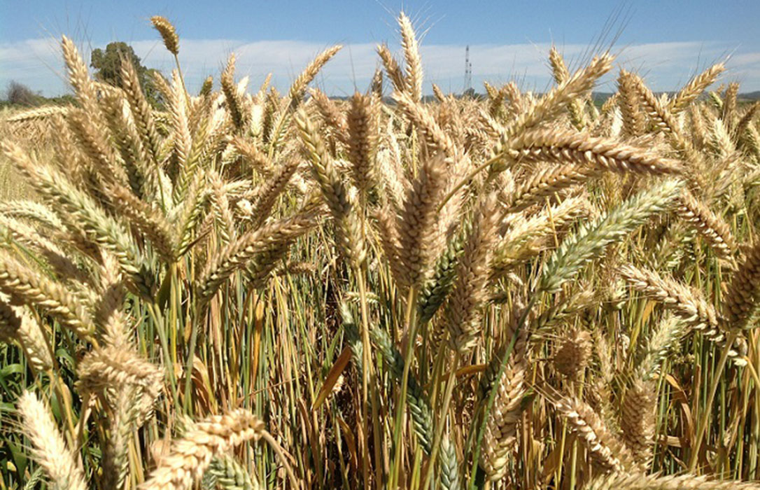 Ni crisis ni pandemias, los precios mayoristas de los cereales no se recuperan y solo toma aire el trigo duro