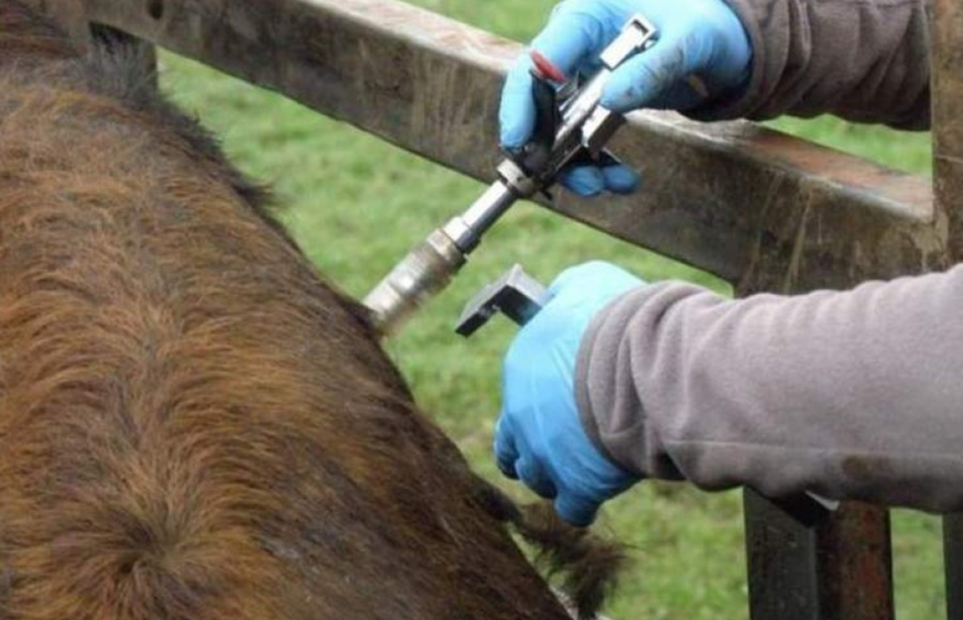 Los veterinarios de España desaconsejan mantener el saneamiento al ganado durante el estado de alarma