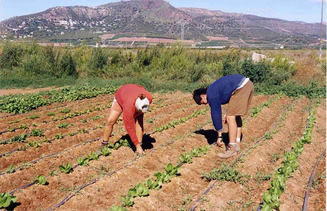 La conselleria valenciana de Agricultura deja fuera de las ayudas de reestructuración a los agricultores individuales