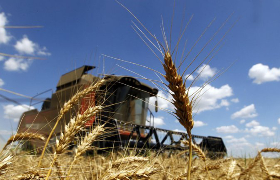 Sigue la caída de los precios mayoristas de los cereales una semana más de la que solo se salva el trigo duro