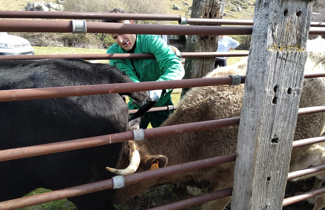 Satisfacción en la Unión de Ganaderos de Vaca Nodriza por la nueva normativa sobre tuberculosis