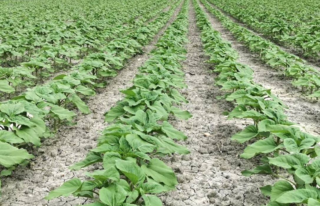 Arranca la siembra de girasol en el Centro y Norte en la que Agropro será  un protagonista en el cultivo - Agroinformacion