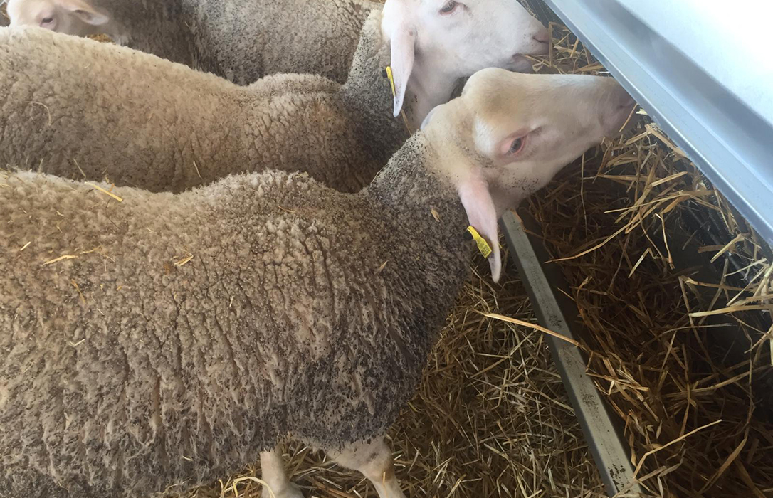 Coronavirus: El Gobierno establecerá ayudas directas de hasta 30 € por animal para los ganaderos de ovino y caprino