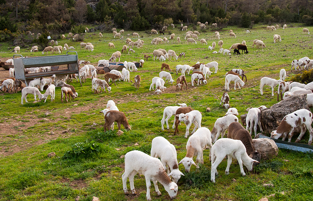 Ayudas al ovino y caprino: Piden un presupuesto ambicioso y activar medidas de mayor calado
