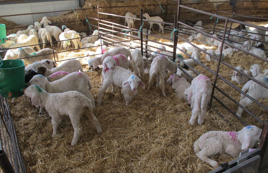 Sin escrúpulos: Denuncian que siguen llegando corderos franceses a los mataderos en plena crisis del sector