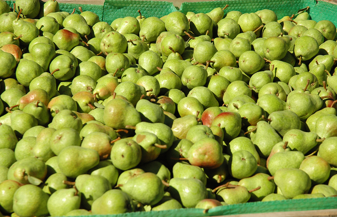 La crisis sanitaria amenaza el arranque de la cosecha de la fruta tanto en el campo como en los almacenes