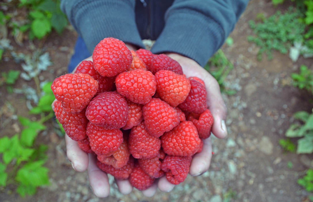 “A pesar del COVID 19 volumen y precios a la baja, el sector de las berries sigue trabajando y luchando muy duro”