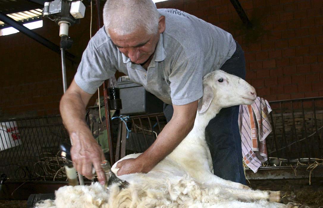 Alertan del grave riesgo sanitario que amenaza a las granjas ovinas por la ausencia de esquiladores