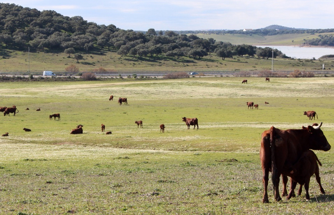 Andalucía habilitará una línea de ayudas de 40 millones para respaldar a los ganaderos de extensivo afectados por el COVID-19