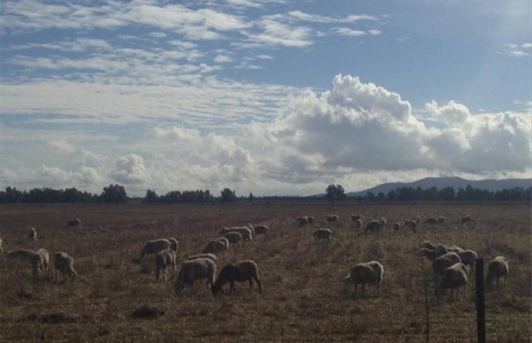 Solidaridad recíproca: Un ayuntamiento elimina el alquiler de tierras a los ganaderos durante estado de alarma