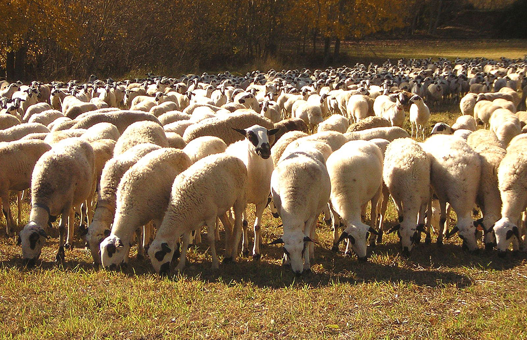 Ayuda al ovino y caprino: El Ministerio oye al sector y hará un pago por oveja y cabra elegible dentro de la PAC