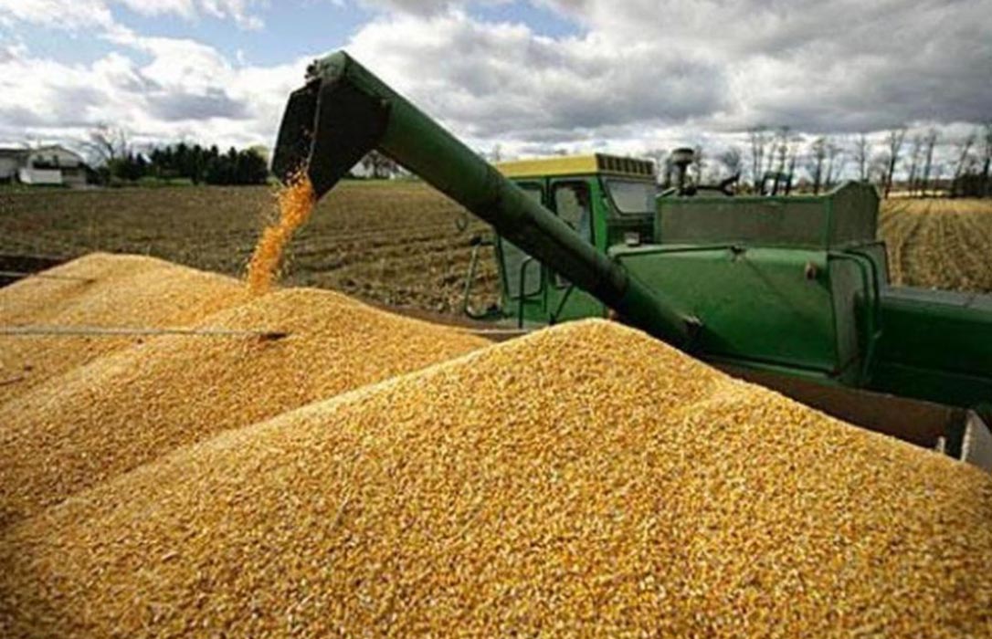 Los precios de los cereales no levantan el vuelo y siguen cayendo en los mercados mayoristas salvo el trigo duro