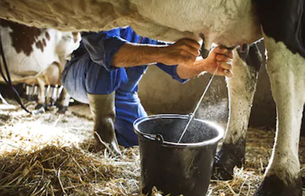 Critican Que Los Precios De La Leche De Vaca En Origen Siguen Sin