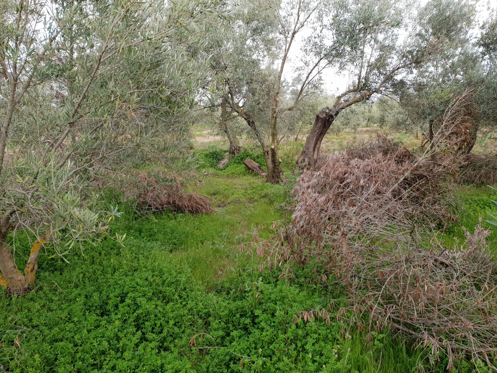 Reclaman que se vigile el abandono de los restos de poda del olivar por atentar contra la sanidad vegetal