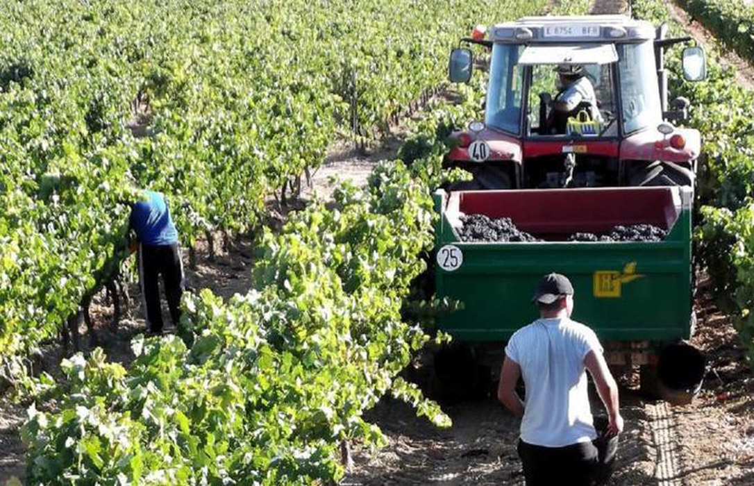 Andalucía defiende las inspecciones en el campo pero «para proteger a los agricultores ante la competencia desleal»
