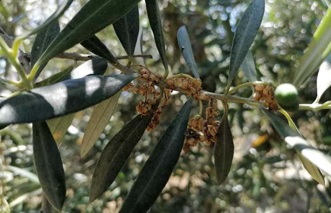 Lo que le faltaba al olivar: Alertan de ataque de prays que podría afectar a entre el 20 y el 50% olivos