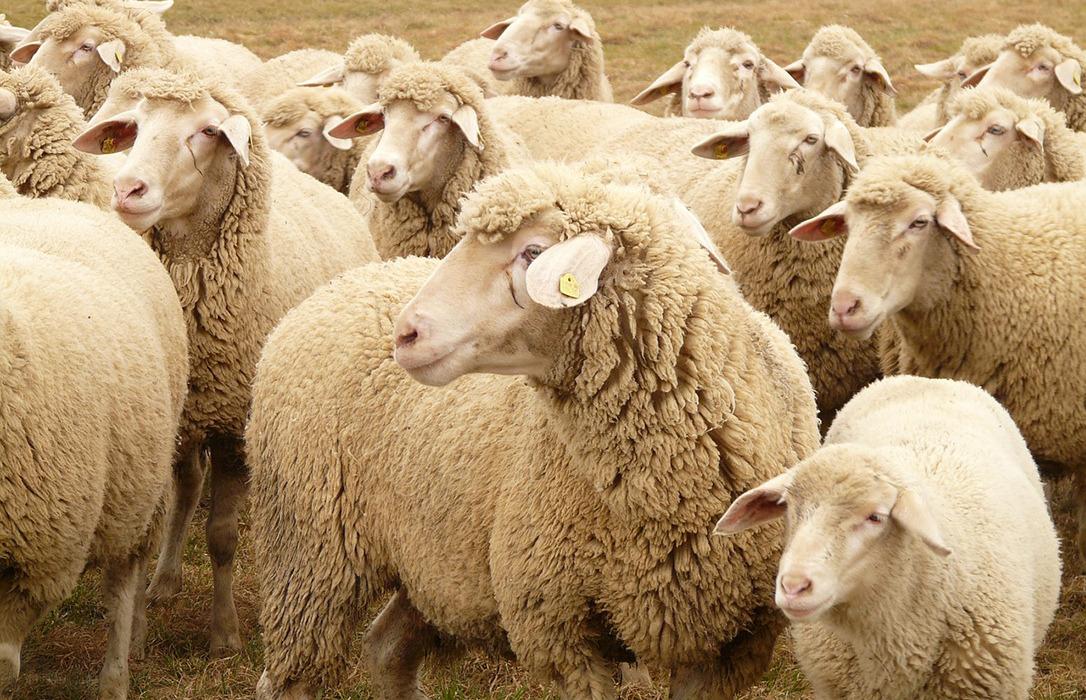 Rechazo unánime a las ayudas del Gobierno al ovino y caprino: Sólo representarán entre 500 y 1.200 euros por beneficiario