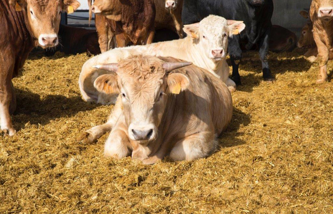 Europa suaviza su ataque al consumo de carne, pero insiste en impulsar proteínas alternativas y recortar ayudas al sector ganadero