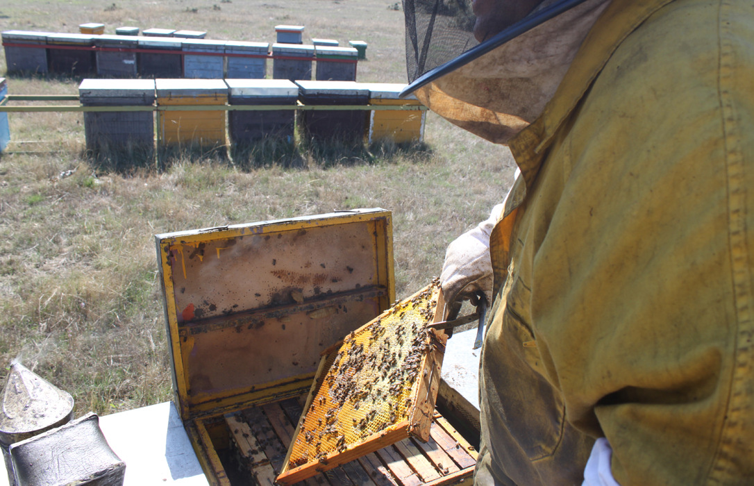 Última puñalada a la apicultura, ¡Stop Pinyolà YA!