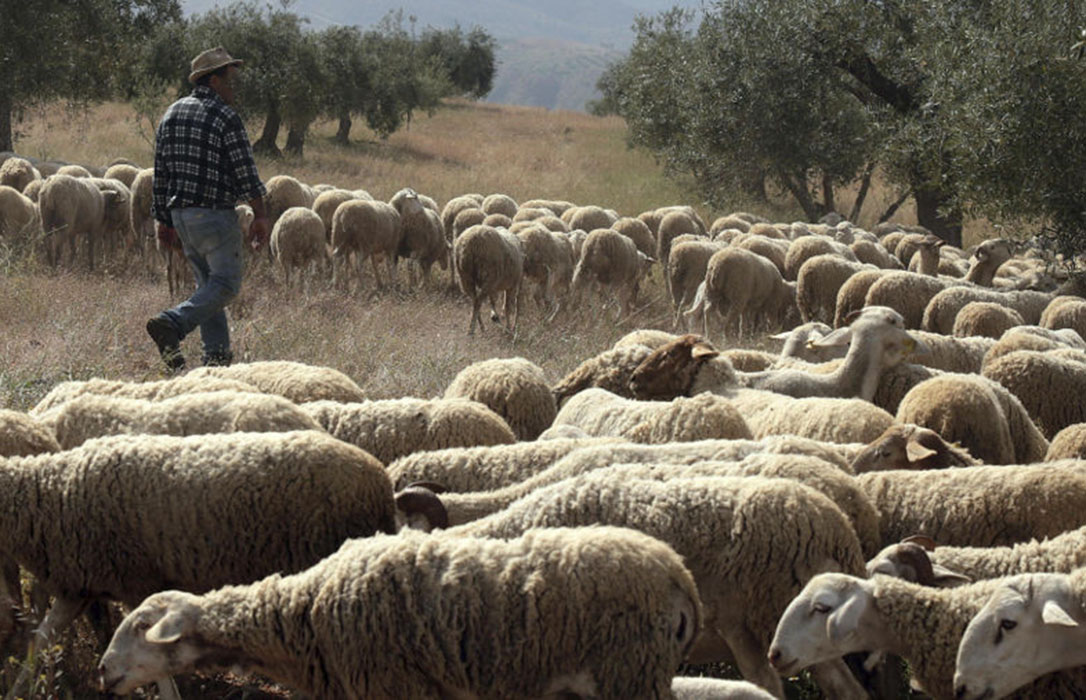 Si está solo, hable con un profesional: Interovic pone en contacto a pastores con personas aisladas por el confinamiento