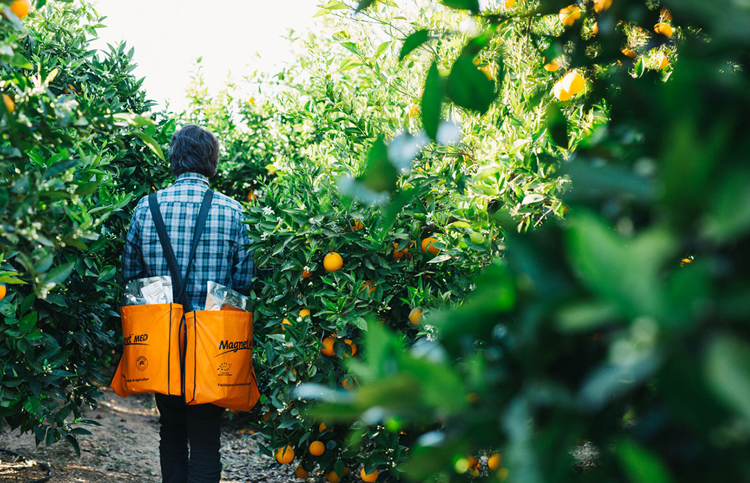 Suterra inicia la campaña de prevención contra la mosca mediterránea de la fruta con su sistema de biocontrol